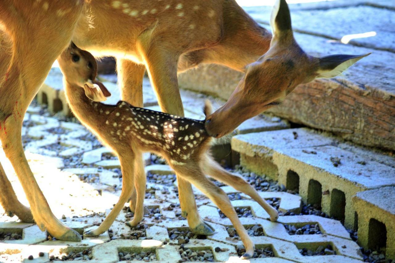 Howard Beach Resort Kenting Kültér fotó Deer
