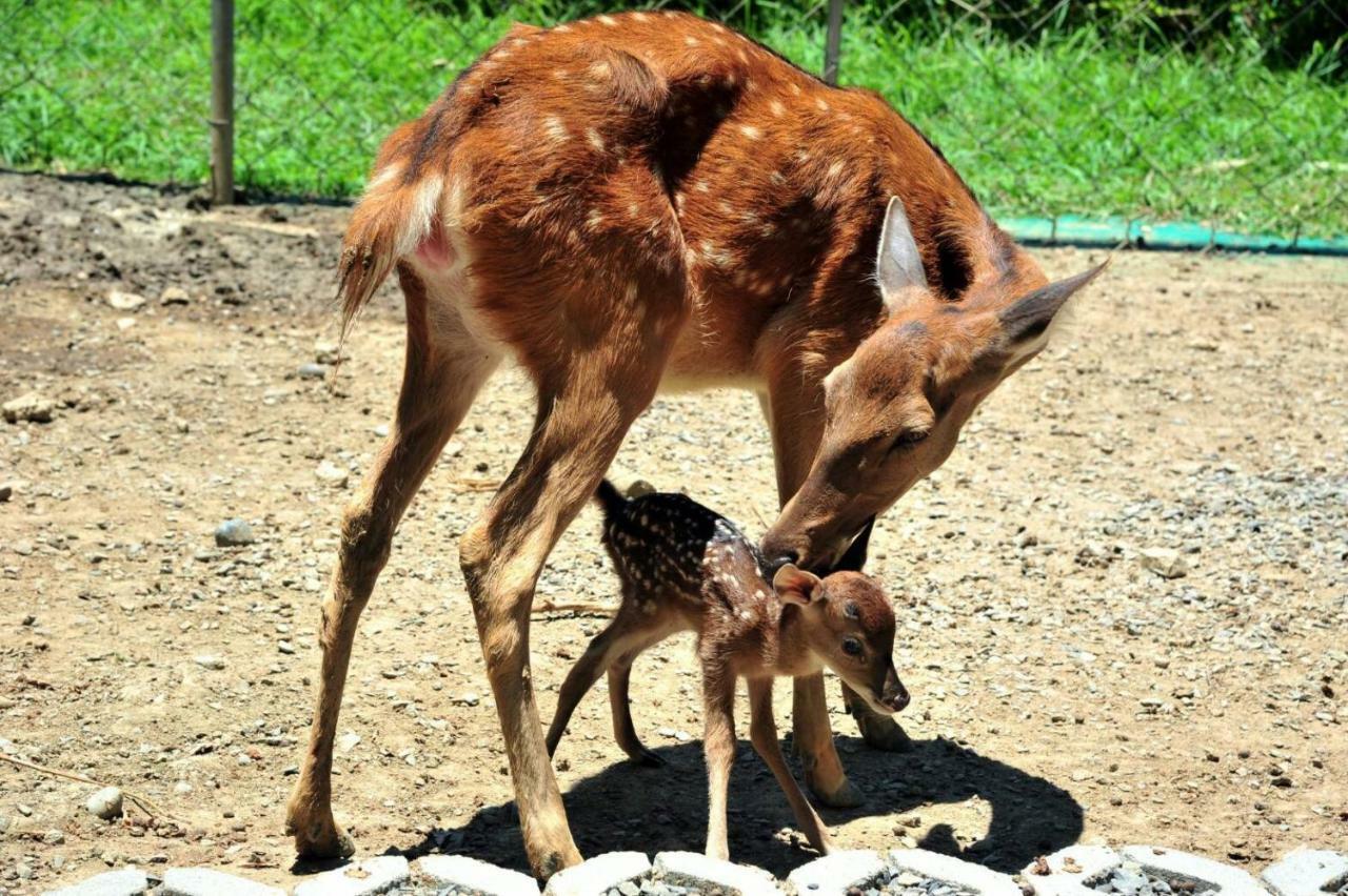 Howard Beach Resort Kenting Kültér fotó A sambar deer with its fawn