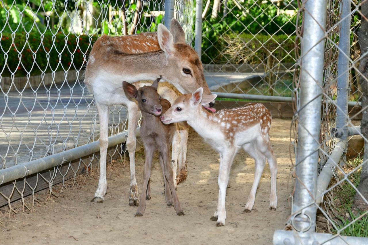 Howard Beach Resort Kenting Kültér fotó Fallow deer
