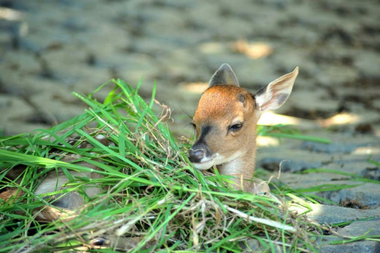 Howard Beach Resort Kenting Kültér fotó A young bison
