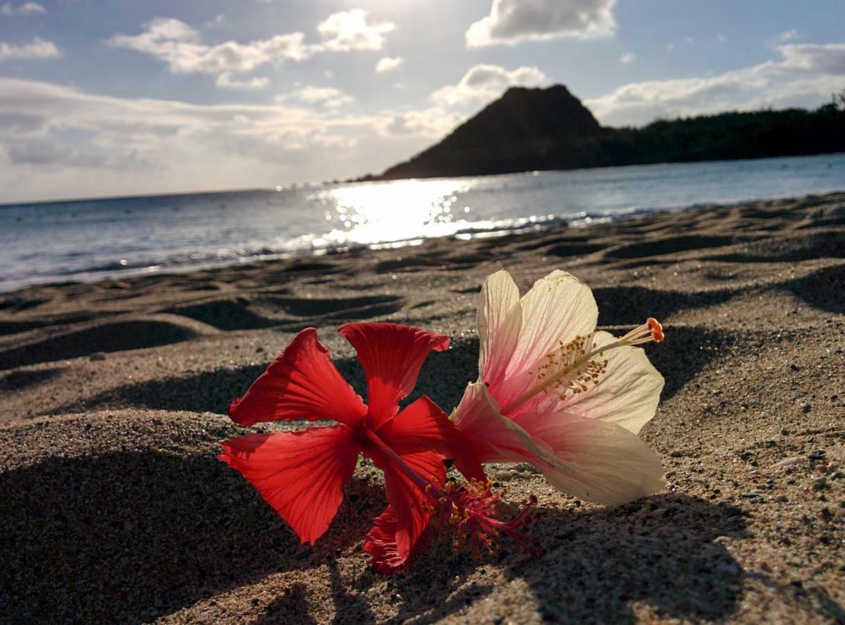 Howard Beach Resort Kenting Kültér fotó Hibiscus flower on a beach